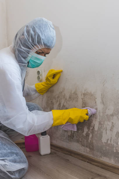 Mold Remediation for Rental Properties in Ligonier, IN