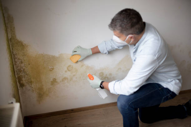 Trusted Ligonier, IN Mold Removal Experts